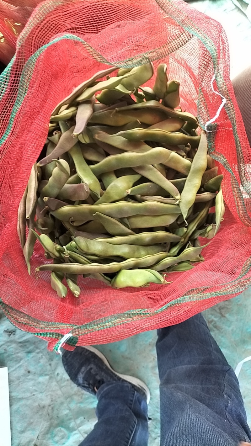 山东省单县油豆，紫花油豆，大量供应，代发全国
