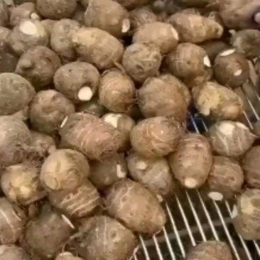 （热销）山东芋头基地直供，优质毛芋头货源充足，全国发货