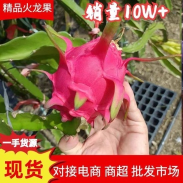 红心火龙果产地直发一手货源甜度高保质保量欢迎选购