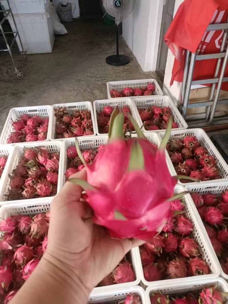 红心火龙果产地直发一手货源甜度高保质保量欢迎选购