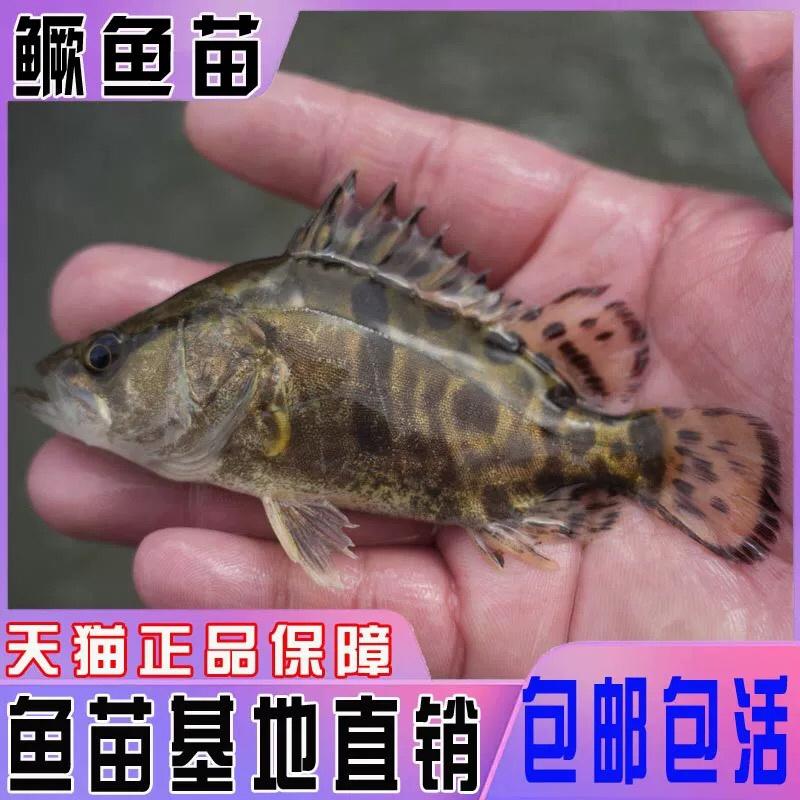 桂花鱼苗鳜鱼苗翘嘴桂鱼苗技术指导成鱼回收3-10cm