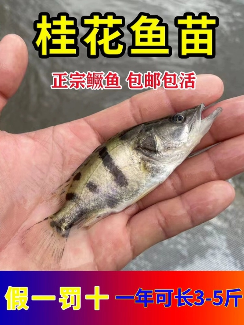 桂花鱼苗鳜鱼苗翘嘴桂鱼苗技术指导成鱼回收3-10cm