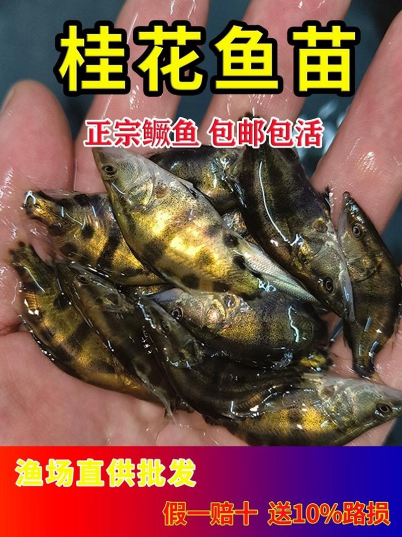 桂花鱼苗鳜鱼苗翘嘴桂鱼苗技术指导成鱼回收3-10cm