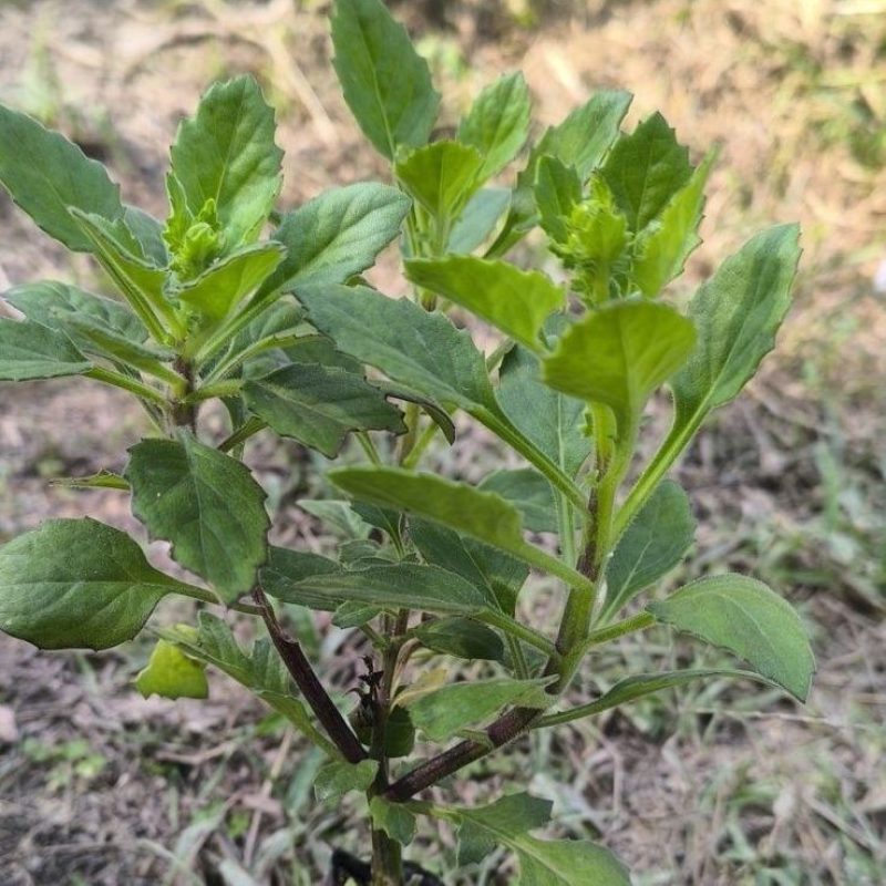 片仔癀草盆栽片仔癀草苗盆栽新鲜真品种食用有机天然去火嫩叶