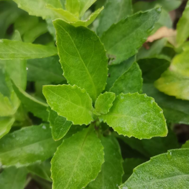 片仔癀草盆栽片仔癀草苗盆栽新鲜真品种食用有机天然去火嫩叶