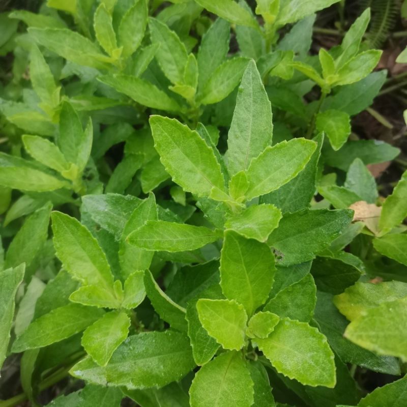 片仔癀草盆栽片仔癀草苗盆栽新鲜真品种食用有机天然去火嫩叶