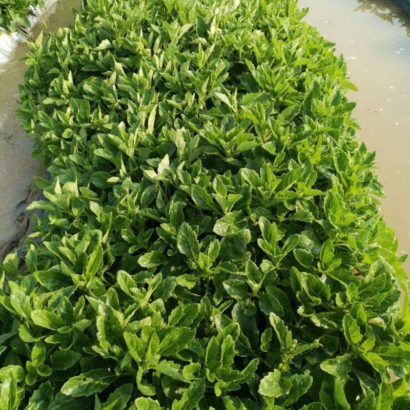 片仔癀草盆栽片仔癀草苗盆栽新鲜真品种食用有机天然去火嫩叶