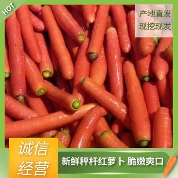 【秤杆红萝卜】大荔胡萝卜陕西产地直发各种规格巿场商超电联