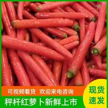 【精选红萝卜】秤杆胡萝卜陕西大荔胡萝卜大量供应