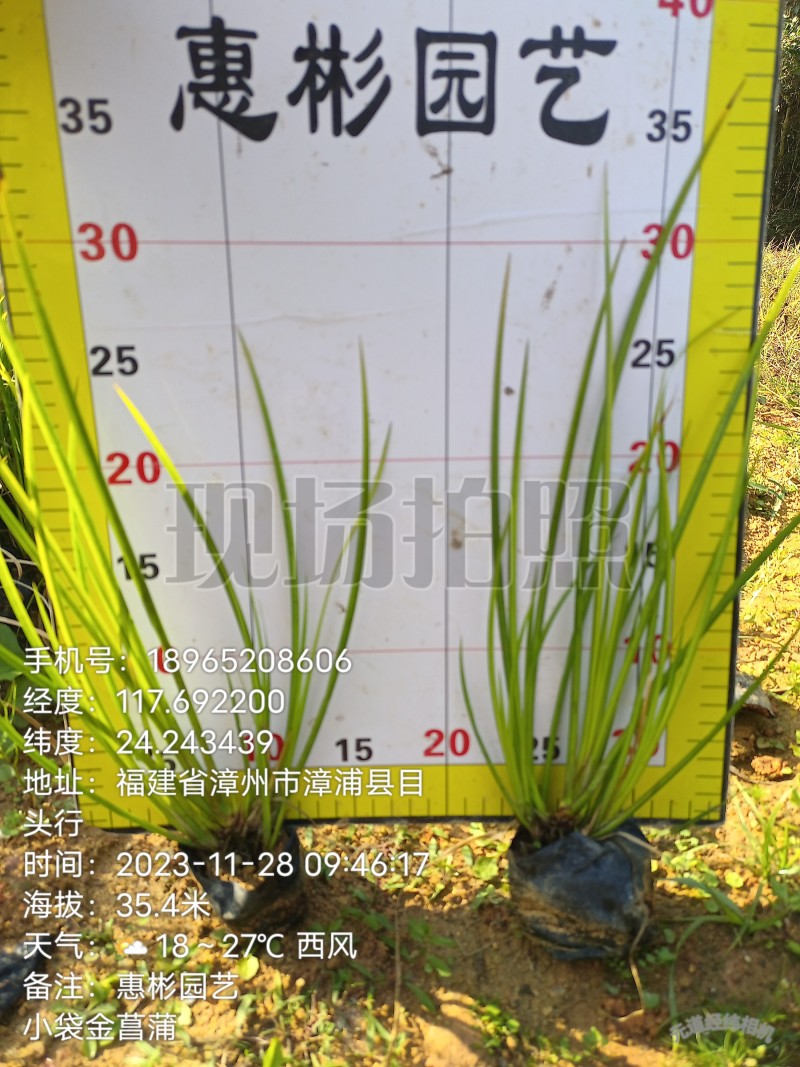 金菖蒲大袋小袋金叶石菖蒲
