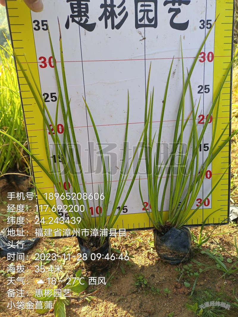 金菖蒲大袋小袋金叶石菖蒲