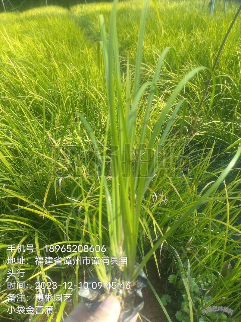 金菖蒲大袋小袋金叶石菖蒲