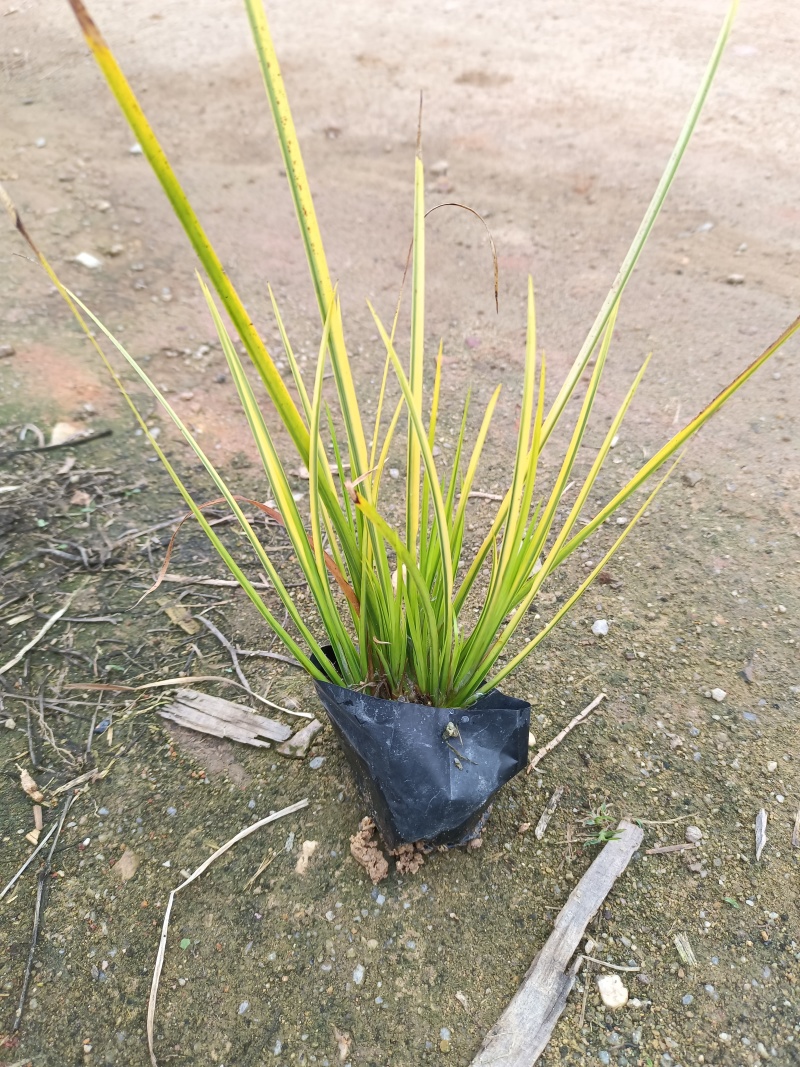 金菖蒲大袋小袋金叶石菖蒲
