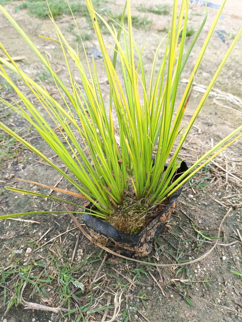 金菖蒲大袋小袋金叶石菖蒲