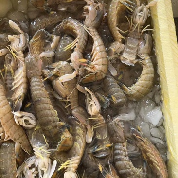 冰鲜皮皮虾