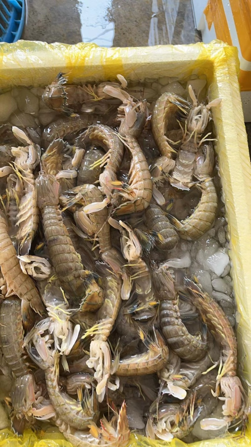 冰鲜皮皮虾