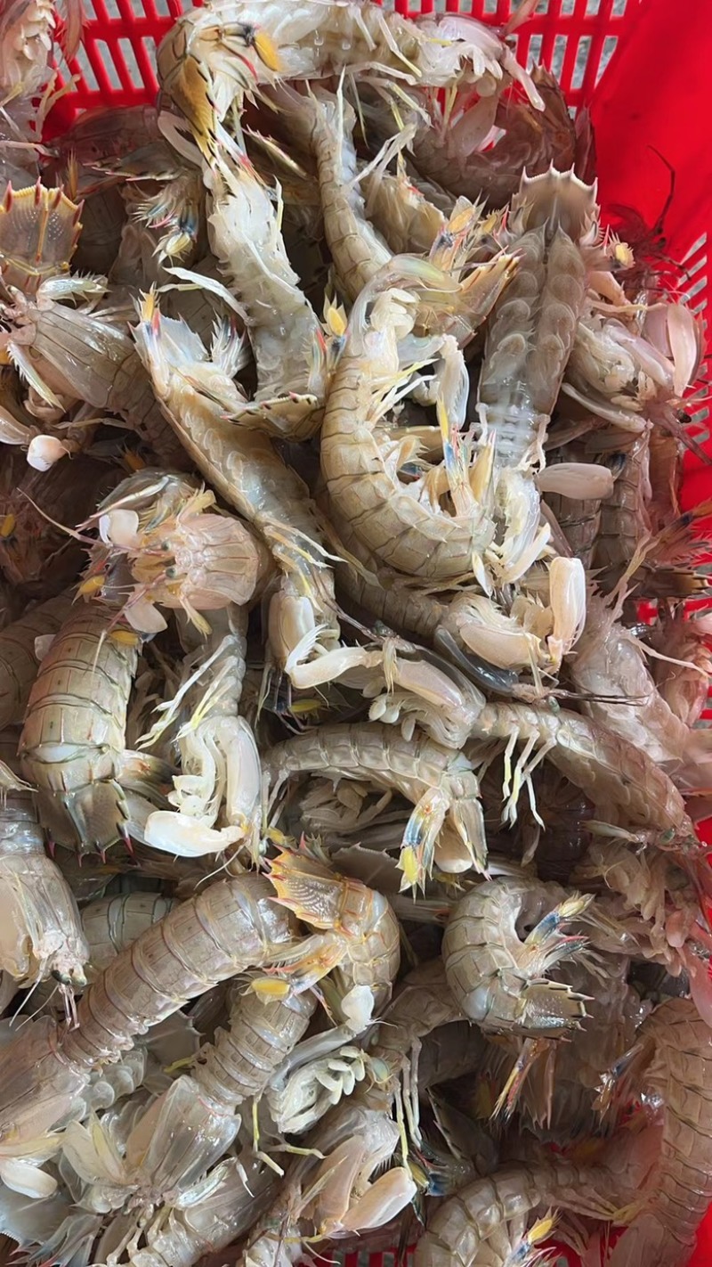 冰鲜皮皮虾