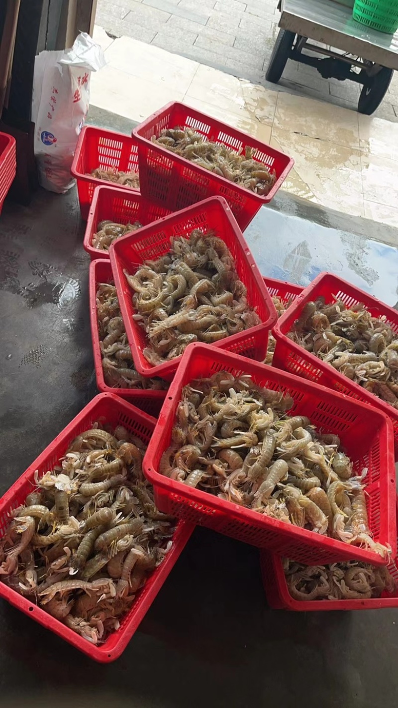 冰鲜皮皮虾