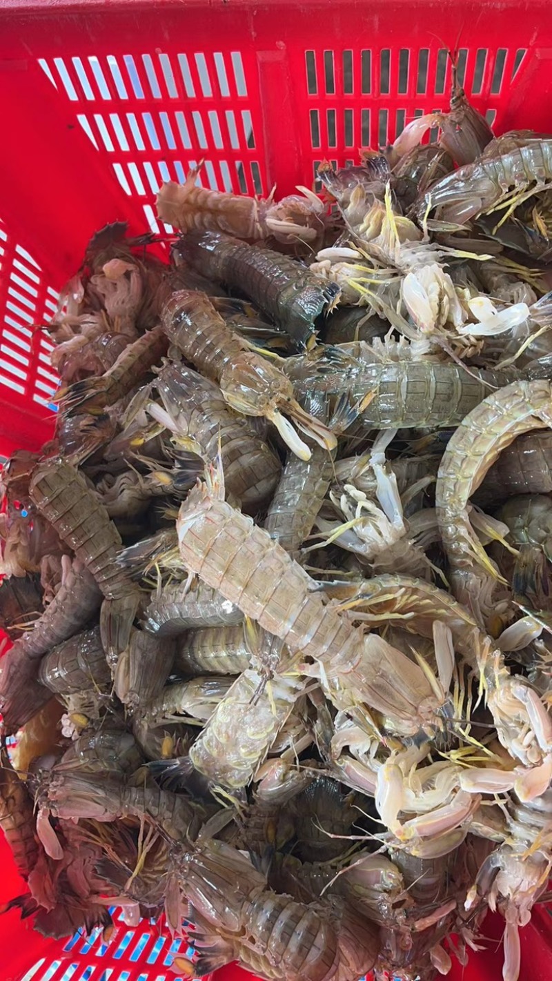 冰鲜皮皮虾