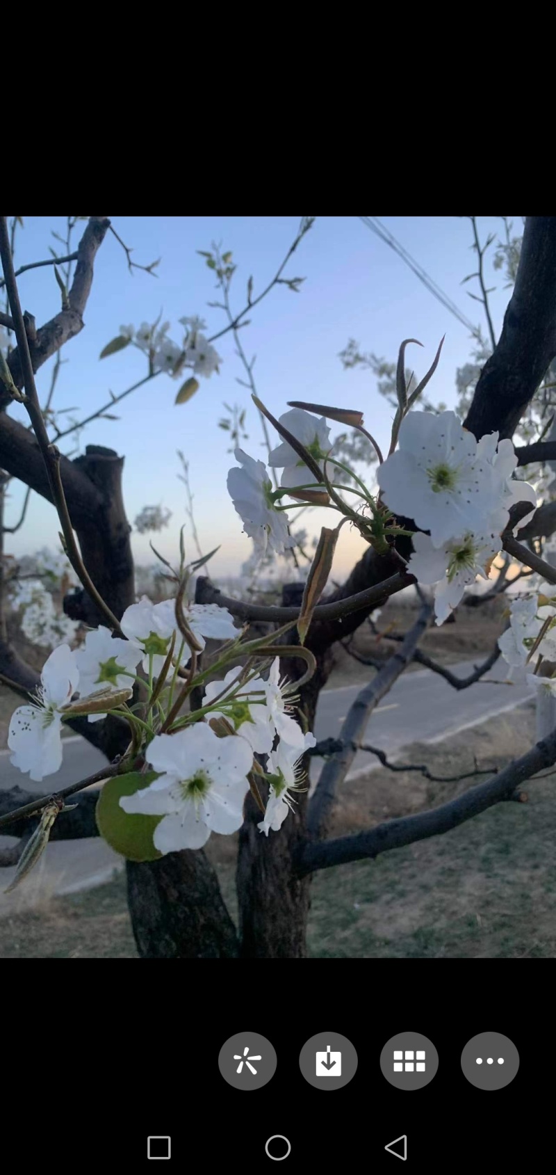 万亩梨花开清香又芬芳，观赏性高，欢迎光临