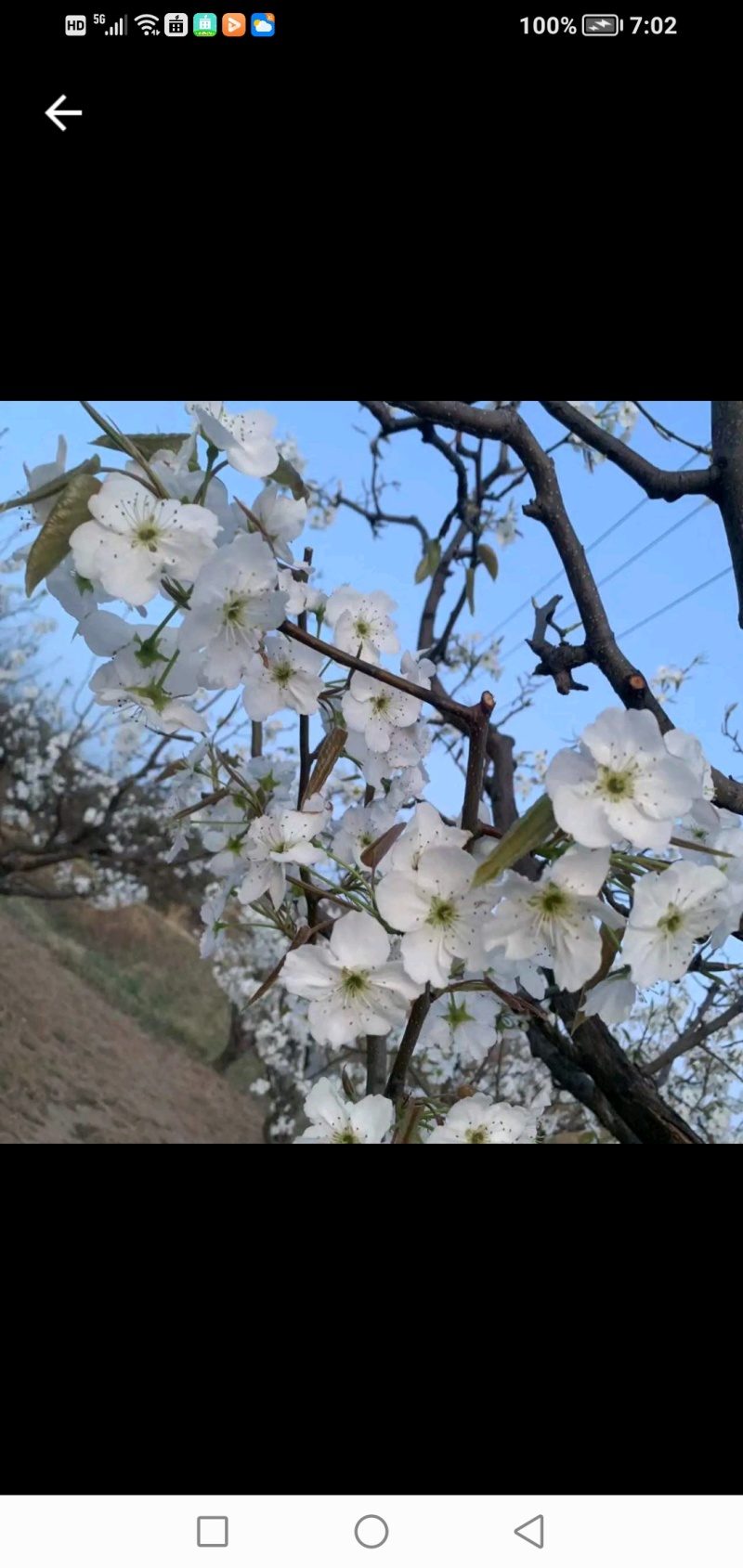 万亩梨花开清香又芬芳，观赏性高，欢迎光临