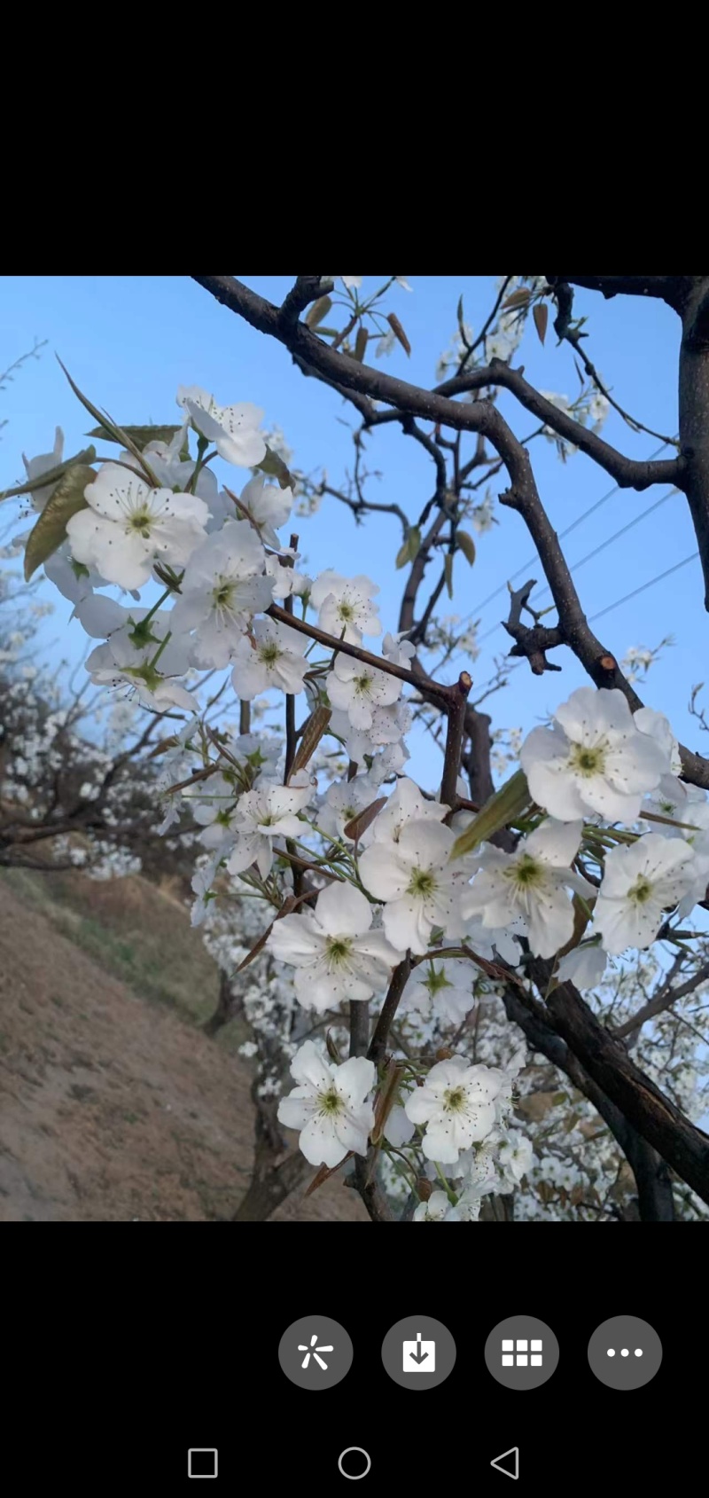 万亩梨花开清香又芬芳，观赏性高，欢迎光临