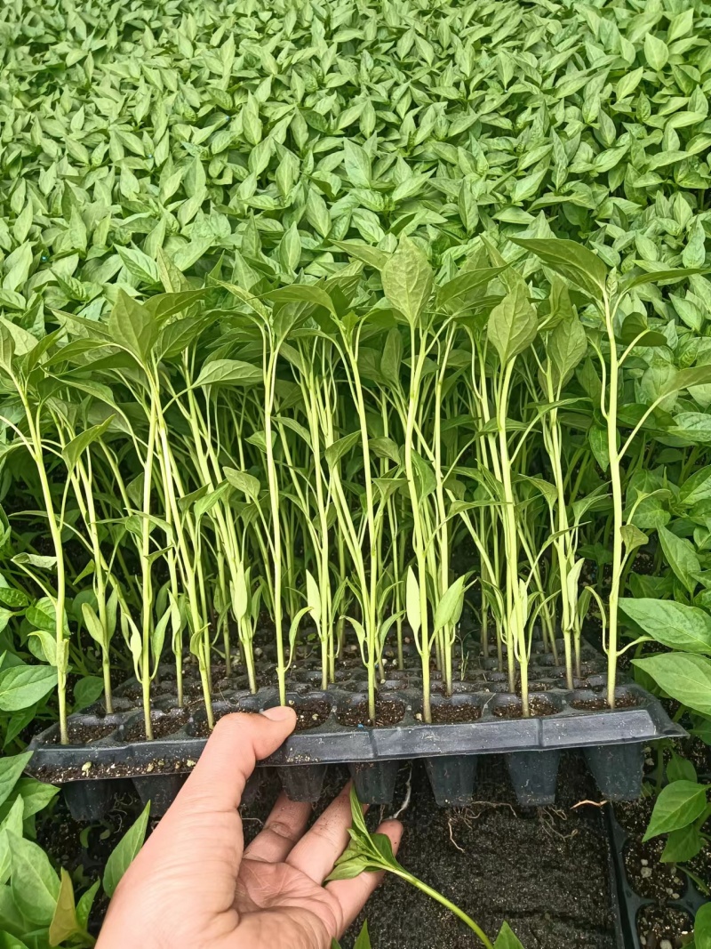 辣椒苗，各种苗子