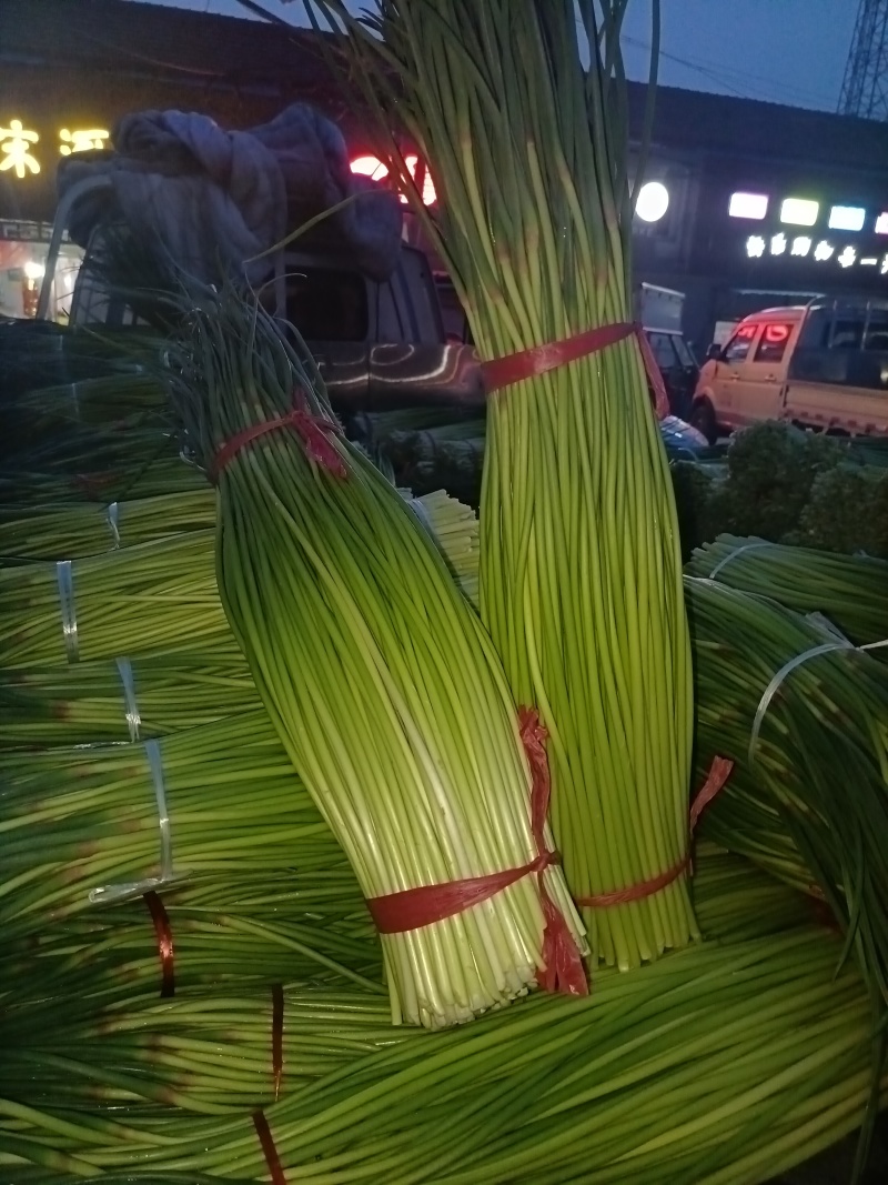 红帽蒜苔