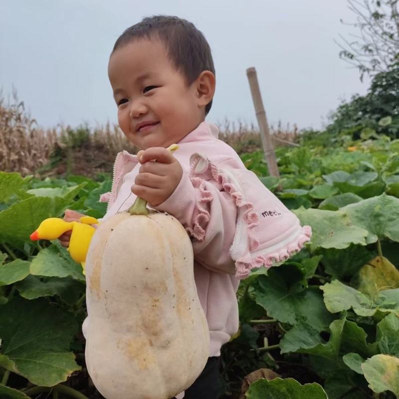 六安市蜜本南瓜产地直销量大从优保质保量坏烂包赔市场商超电