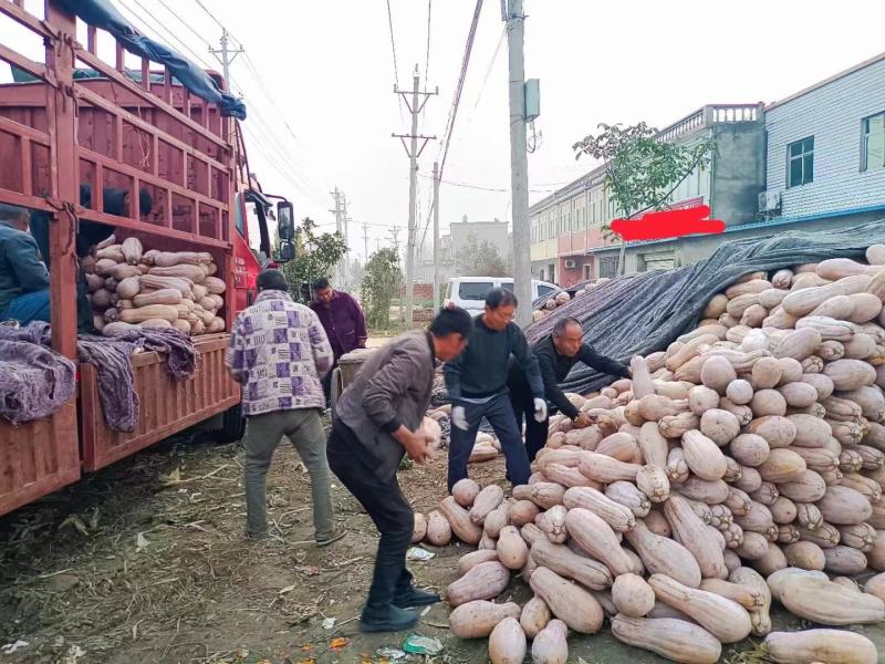 六安市蜜本南瓜产地直销量大从优保质保量坏烂包赔市场商超电