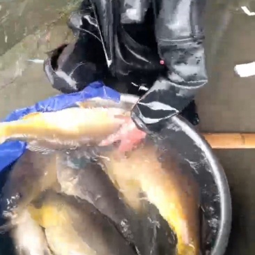 裸鲤，水花四大家鱼水花都