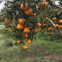 青见和夏橙都有货