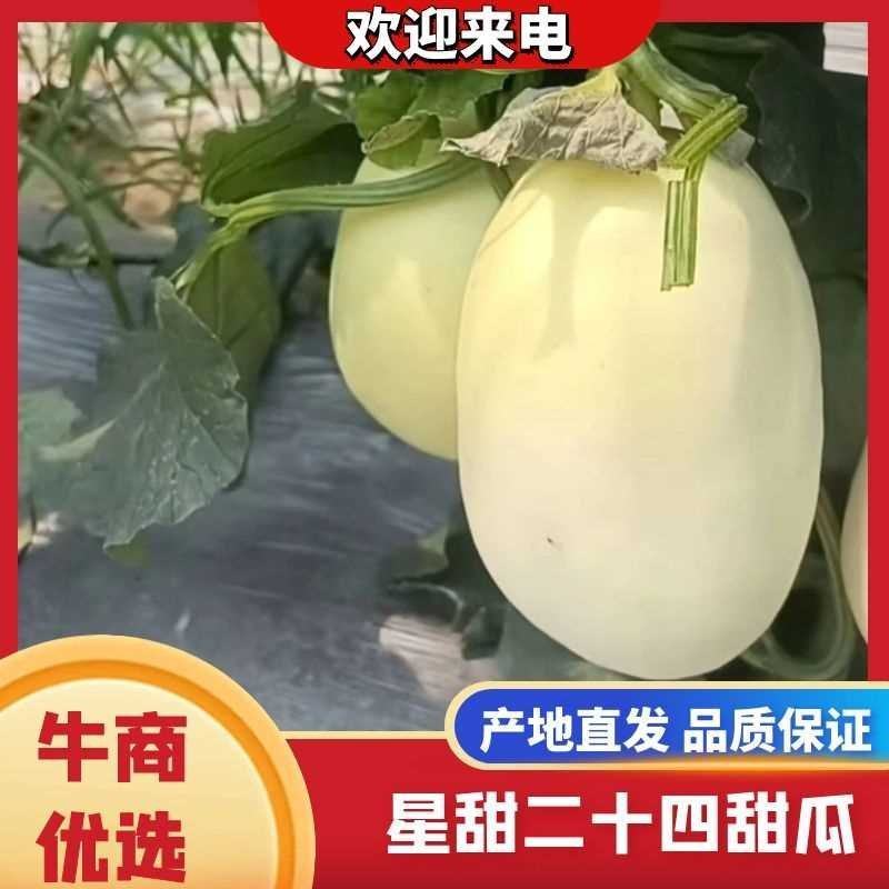 【精品星甜二十四】新品上市，现摘现发，货源充足，脆甜爽口
