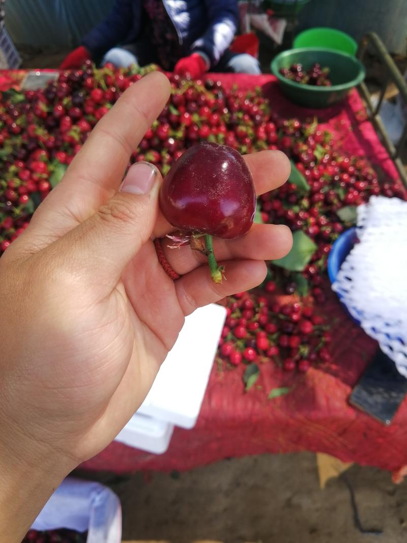 陕西露天樱桃大量上市保质保量一手货源，供应全国