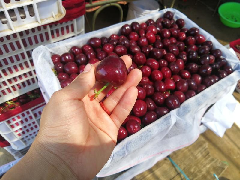 陕西露天樱桃大量上市保质保量一手货源，供应全国