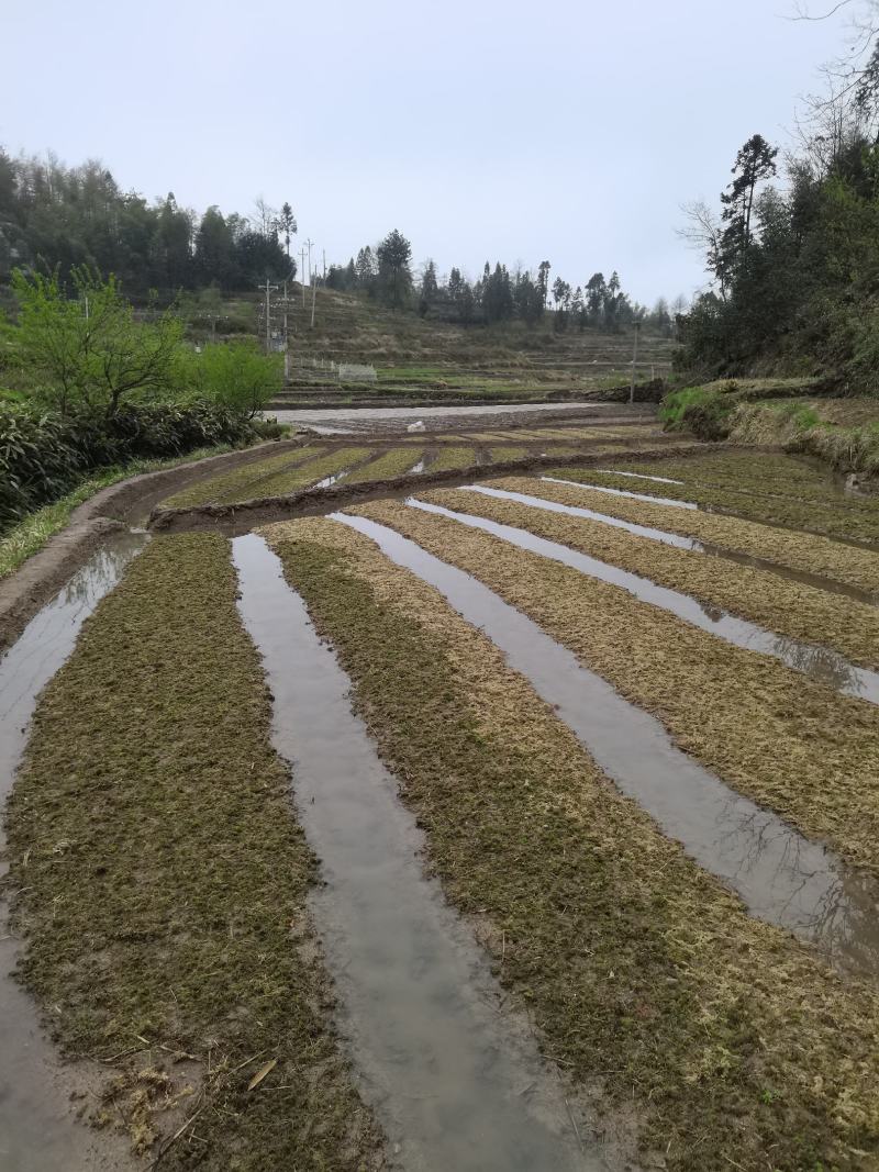 水苔产地直销，长年供应