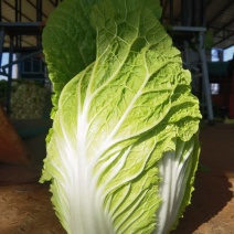 精品春季黄心大白菜，精品大白菜，质量保证一手货源