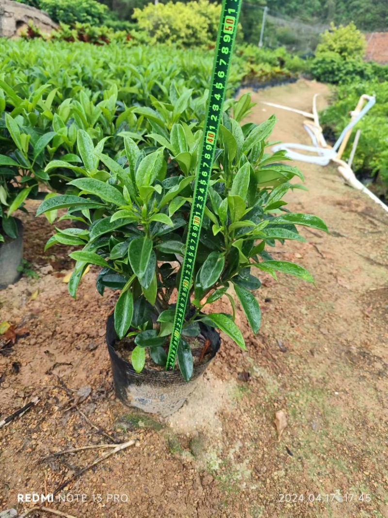 复绿非洲茉莉小袋中袋布袋基地直销规格齐全欢迎来电咨询