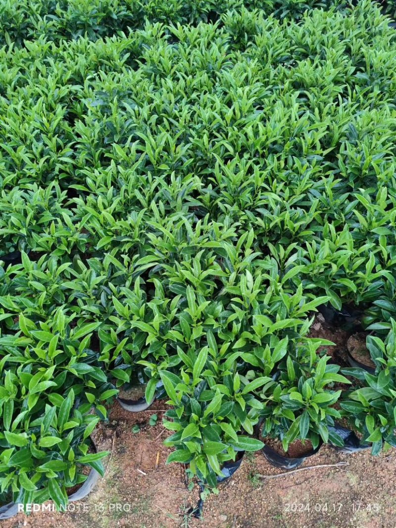 复绿非洲茉莉小袋中袋布袋基地直销规格齐全欢迎来电咨询