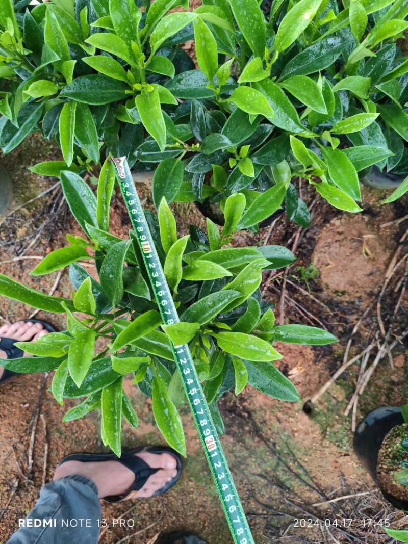 复绿非洲茉莉小袋中袋布袋基地直销规格齐全欢迎来电咨询