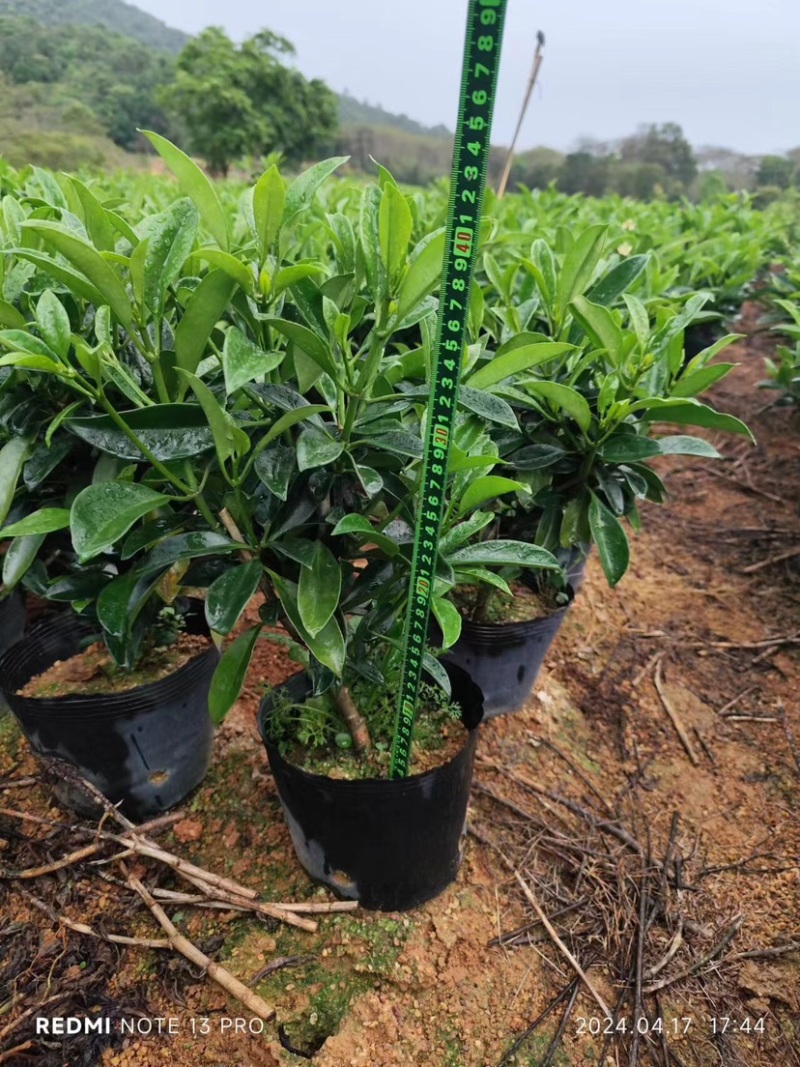 复绿非洲茉莉小袋中袋布袋基地直销规格齐全欢迎来电咨询