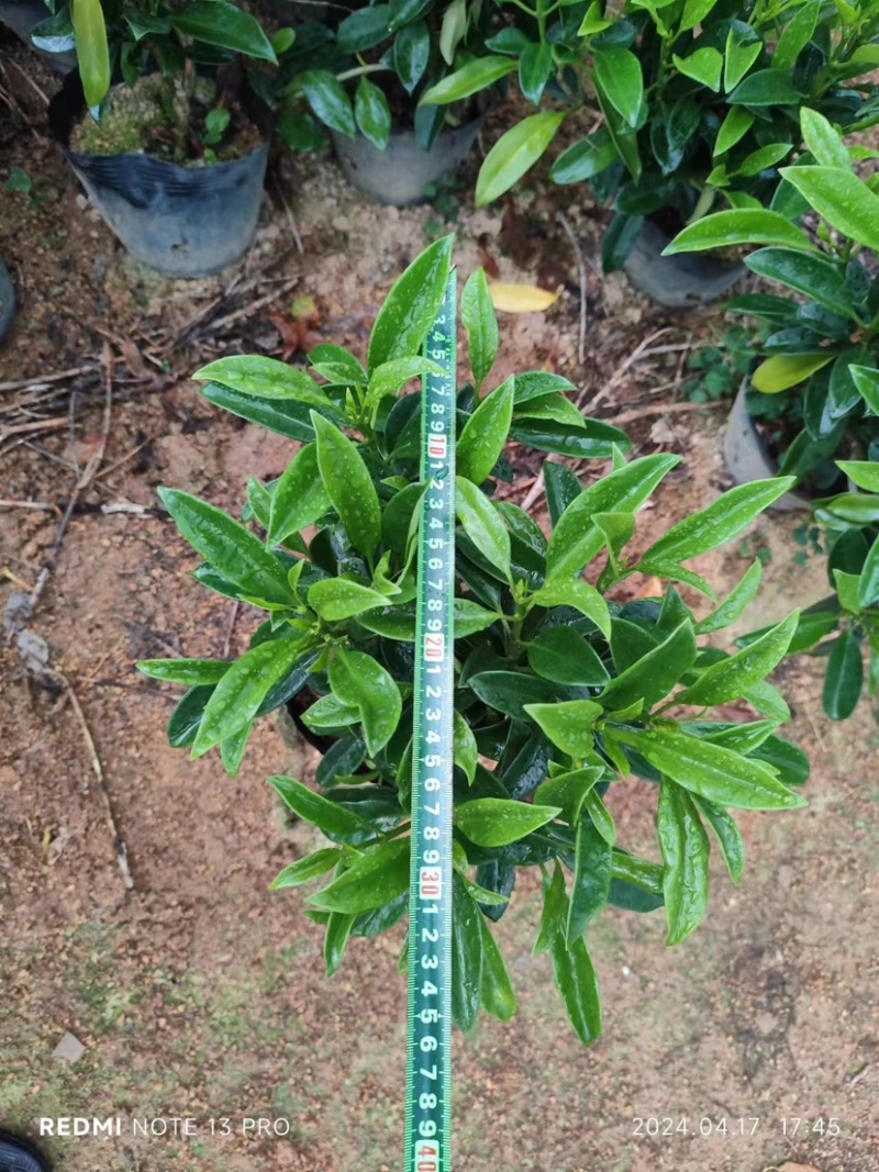 复绿非洲茉莉小袋中袋布袋基地直销规格齐全欢迎来电咨询