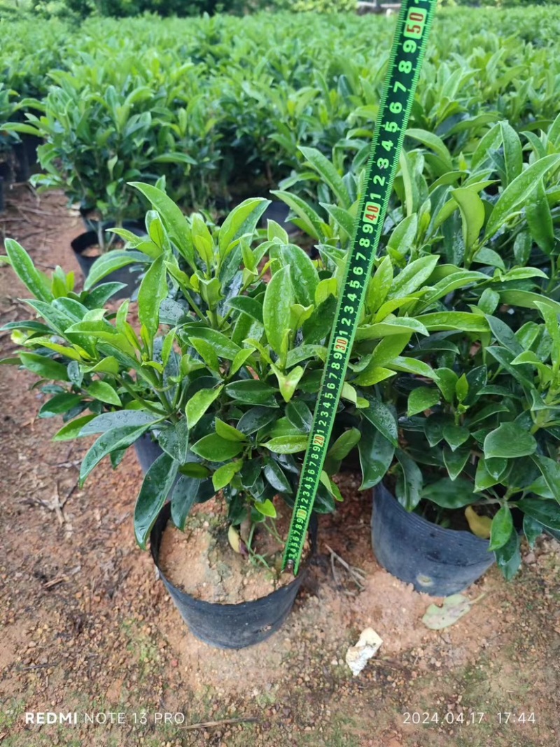 复绿非洲茉莉小袋中袋布袋基地直销规格齐全欢迎来电咨询