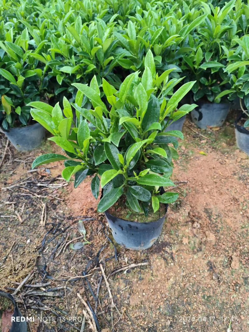 复绿非洲茉莉小袋中袋布袋基地直销规格齐全欢迎来电咨询