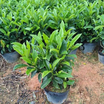 复绿非洲茉莉小袋中袋布袋基地直销规格齐全欢迎来电咨询
