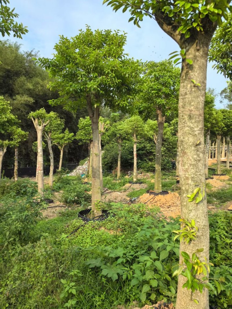 铁冬青基地直销规格齐全有需要绿化苗木的老板欢迎来电