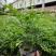 九里香小袋中袋基地直销质量优质欢迎来电咨询合作