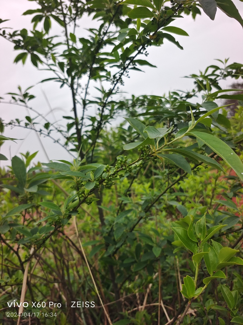 野生山胡椒，