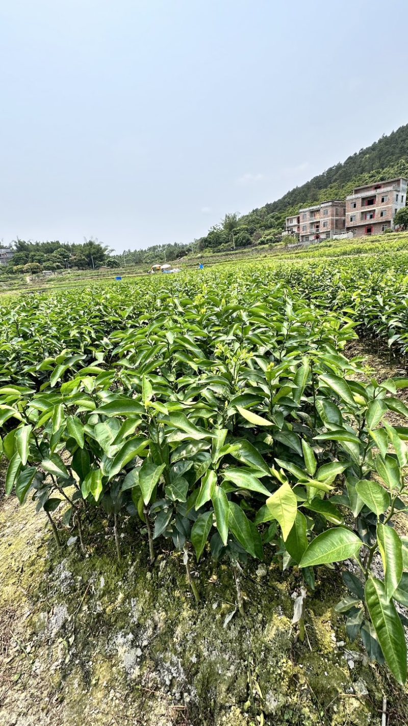 沃柑树苗无核沃柑苗保有25公分以上