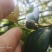 野生山茶油